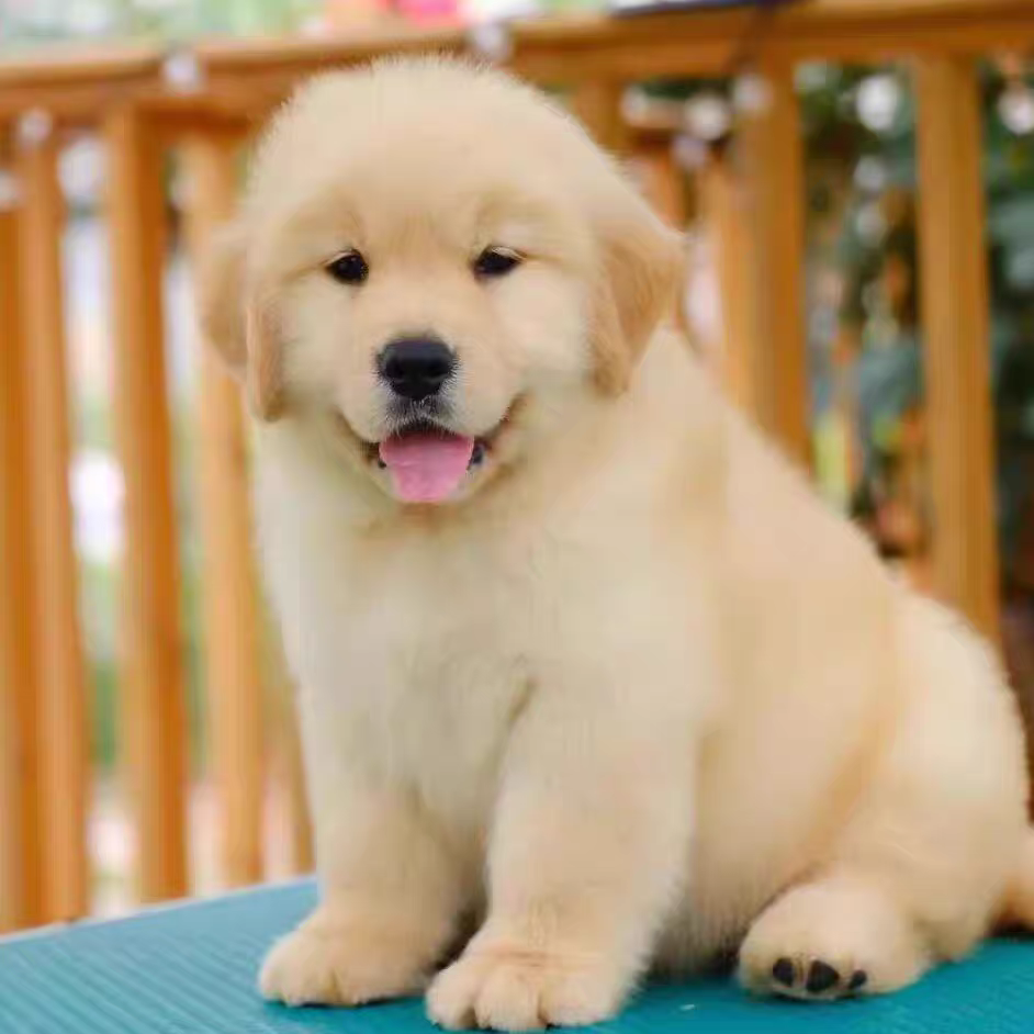犬舍直销批发价格出售金毛巡回猎犬